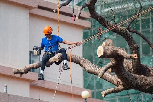 Cutting a Tree to repair roof Damage